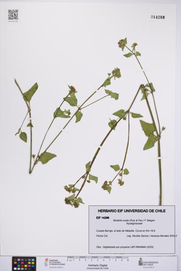 Mirabilis ovata [Espécimen: UCH:EIF:0014296]