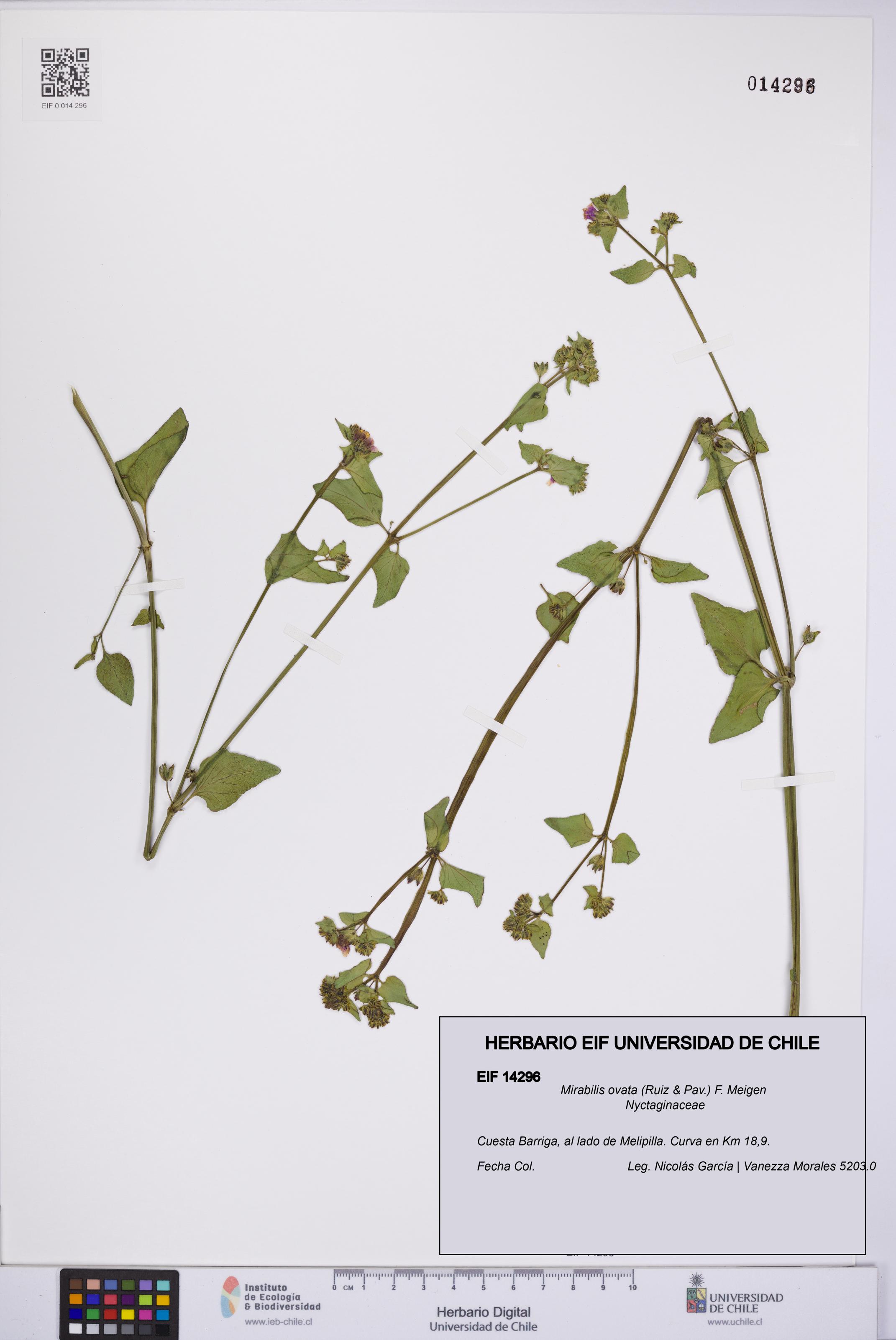 Mirabilis ovata [Espécimen: UCH:EIF:0014296]