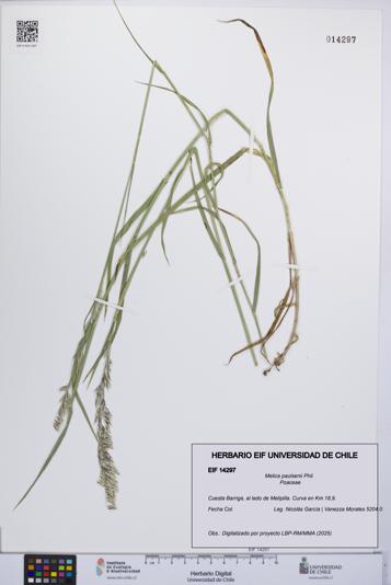 Melica paulsenii [Espécimen: UCH:EIF:0014297]