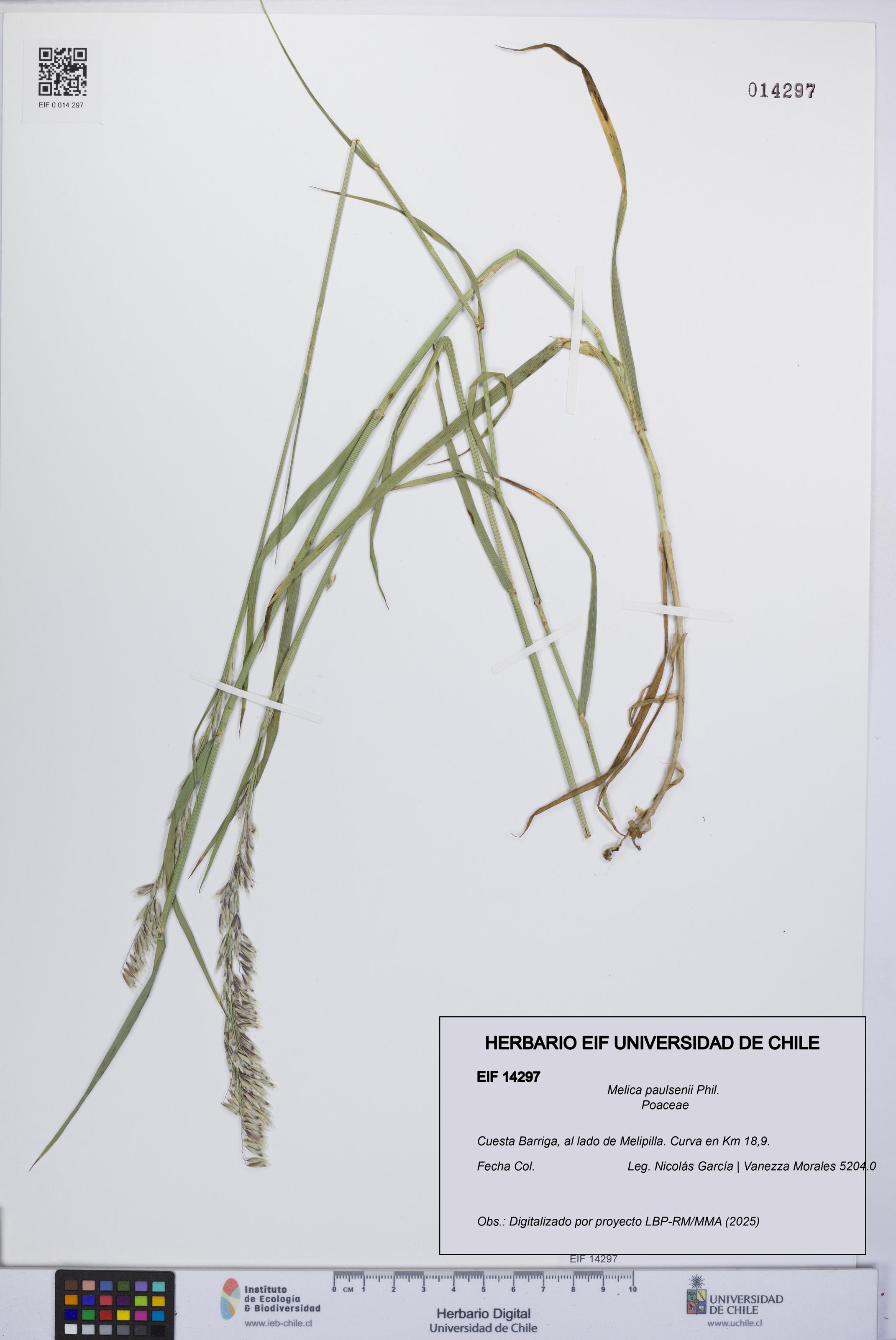 Melica paulsenii [Espécimen: UCH:EIF:0014297]