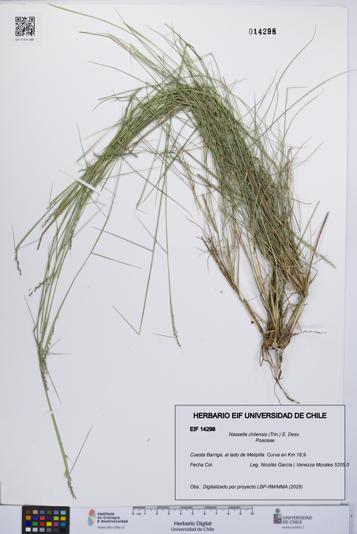 Nassella chilensis [Espécimen: UCH:EIF:0014298]