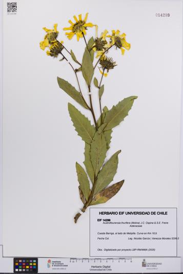 Austroflourensia thurifera [Espécimen: UCH:EIF:0014299]