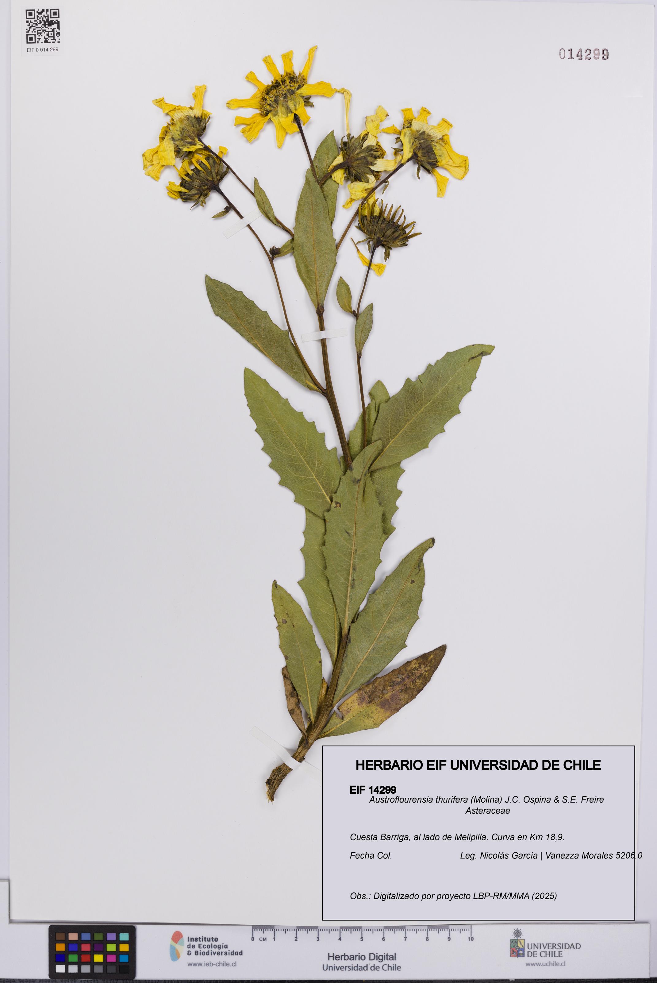 Austroflourensia thurifera [Espécimen: UCH:EIF:0014299]