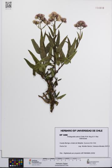 Aristeguietia salvia [Espécimen: UCH:EIF:0014300]