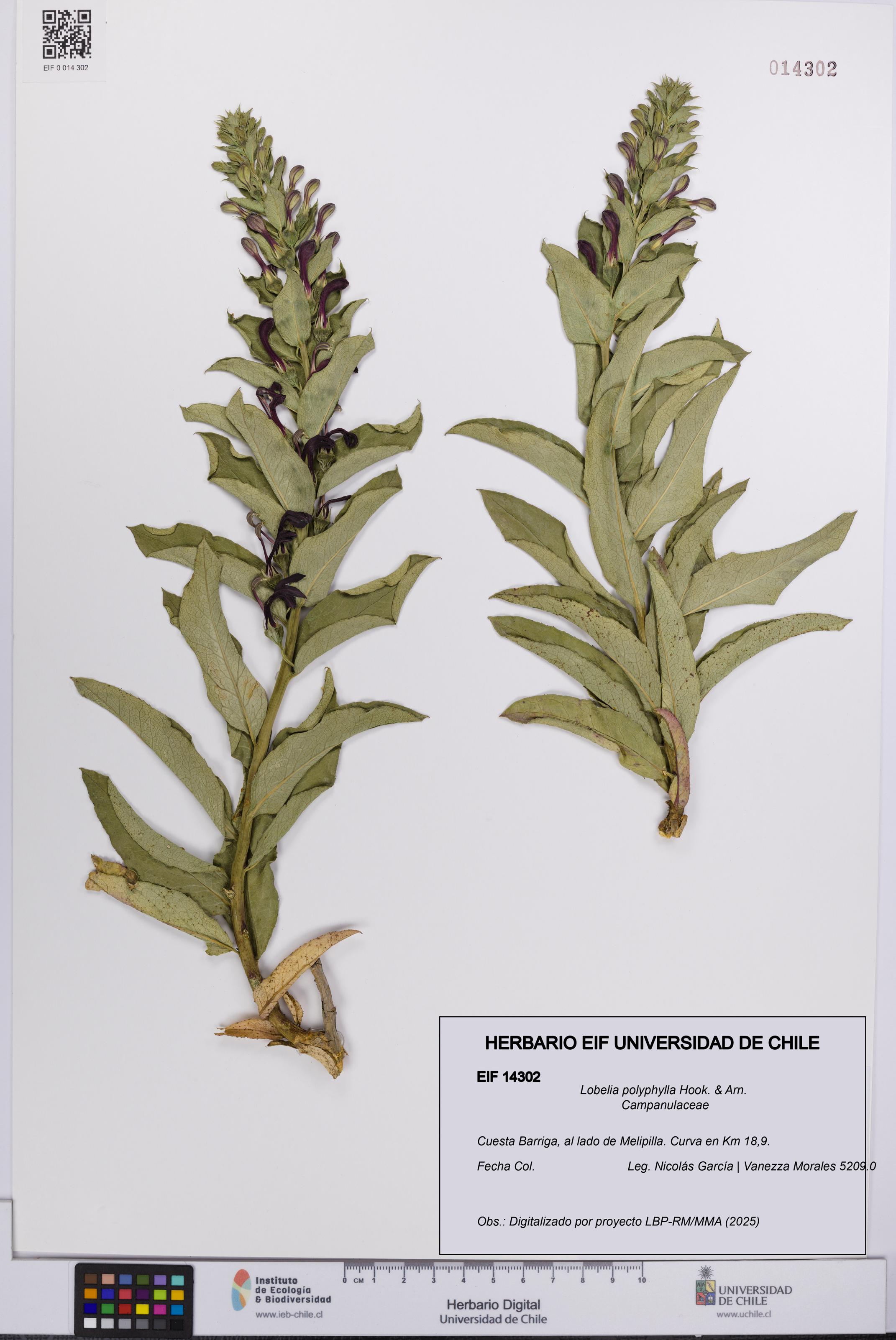 Lobelia polyphylla [Espécimen: UCH:EIF:0014302]