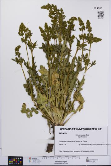 Valeriana vaga [Espécimen: UCH:EIF:0014303]