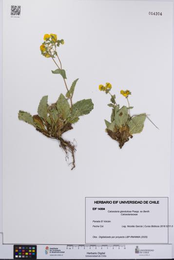 Calceolaria glandulosa [Espécimen: UCH:EIF:0014304]