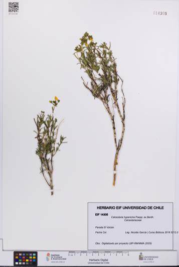 Calceolaria hypericina [Espécimen: UCH:EIF:0014305]