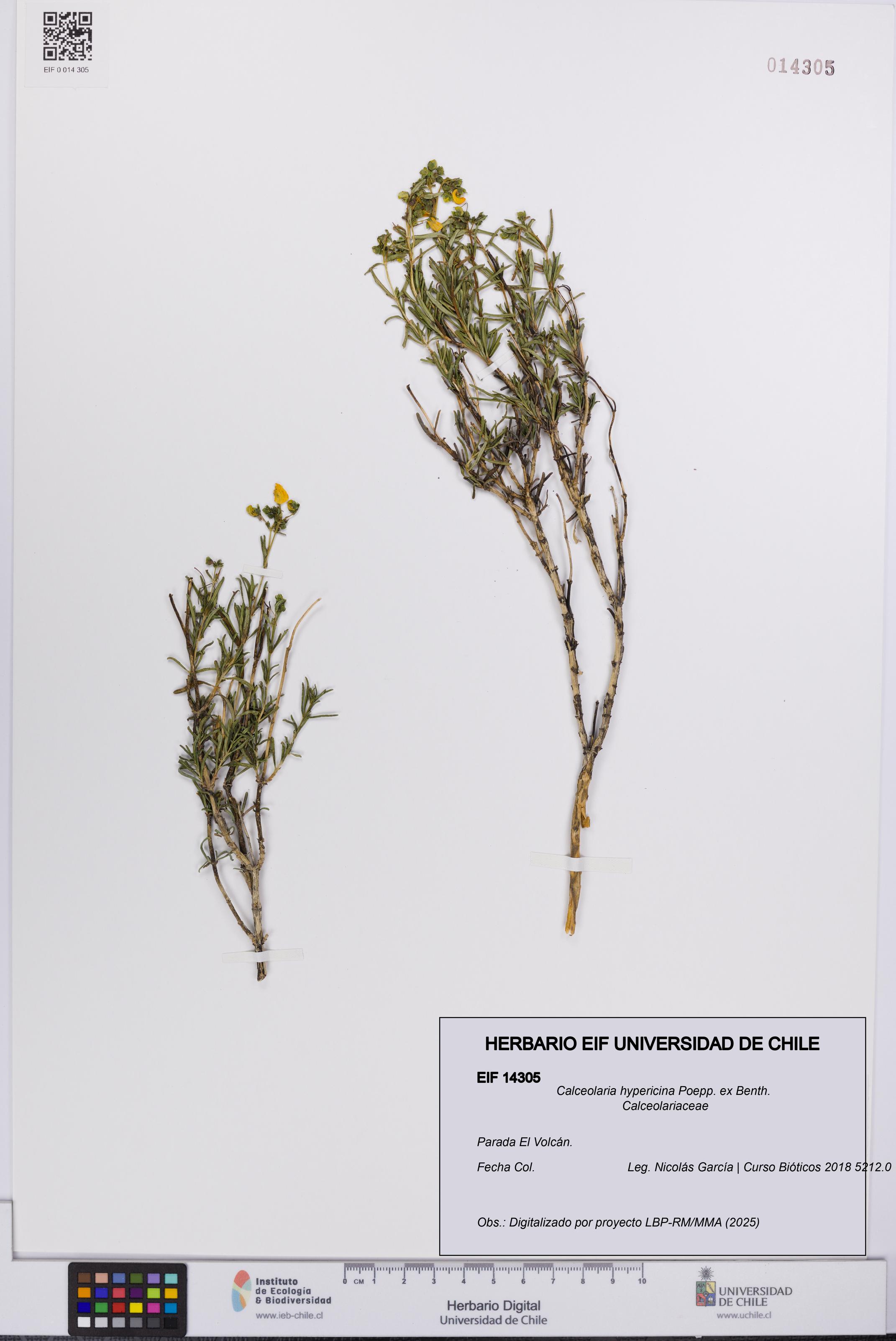 Calceolaria hypericina [Espécimen: UCH:EIF:0014305]