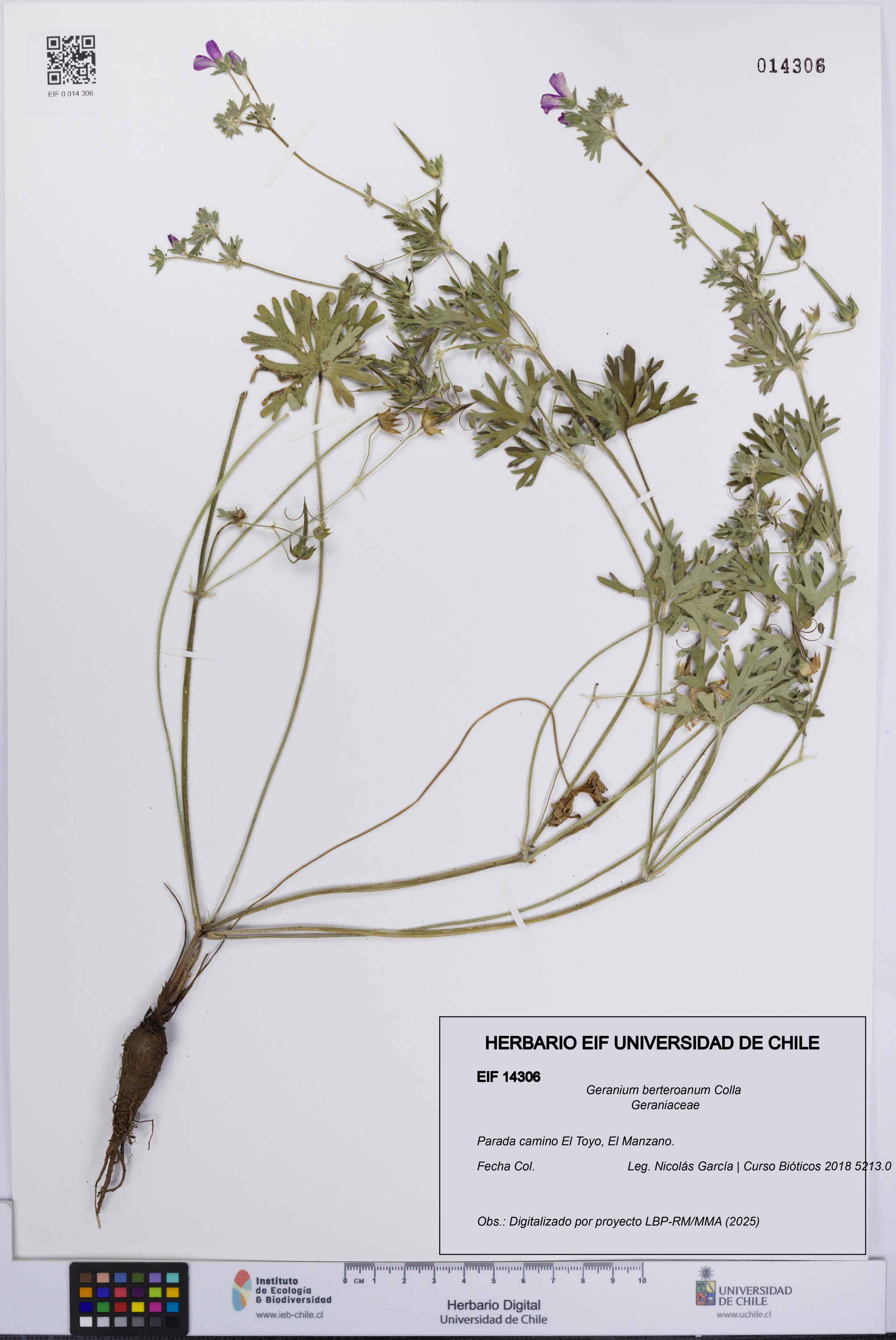 Geranium berteroanum [Espécimen: UCH:EIF:0014306]