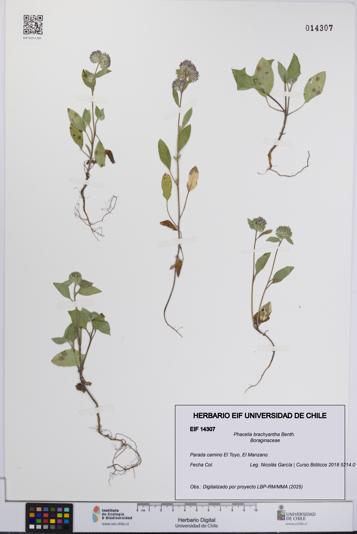 Phacelia brachyantha [Espécimen: UCH:EIF:0014307]
