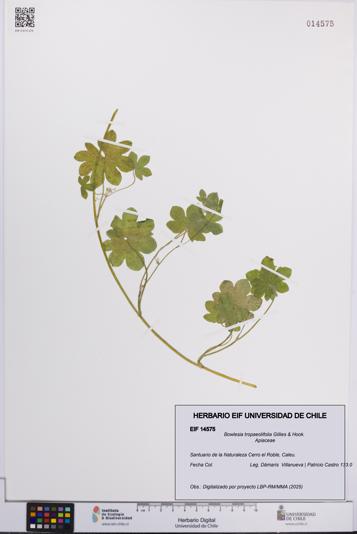 Bowlesia tropaeolifolia [Espécimen: UCH:EIF:0014575]