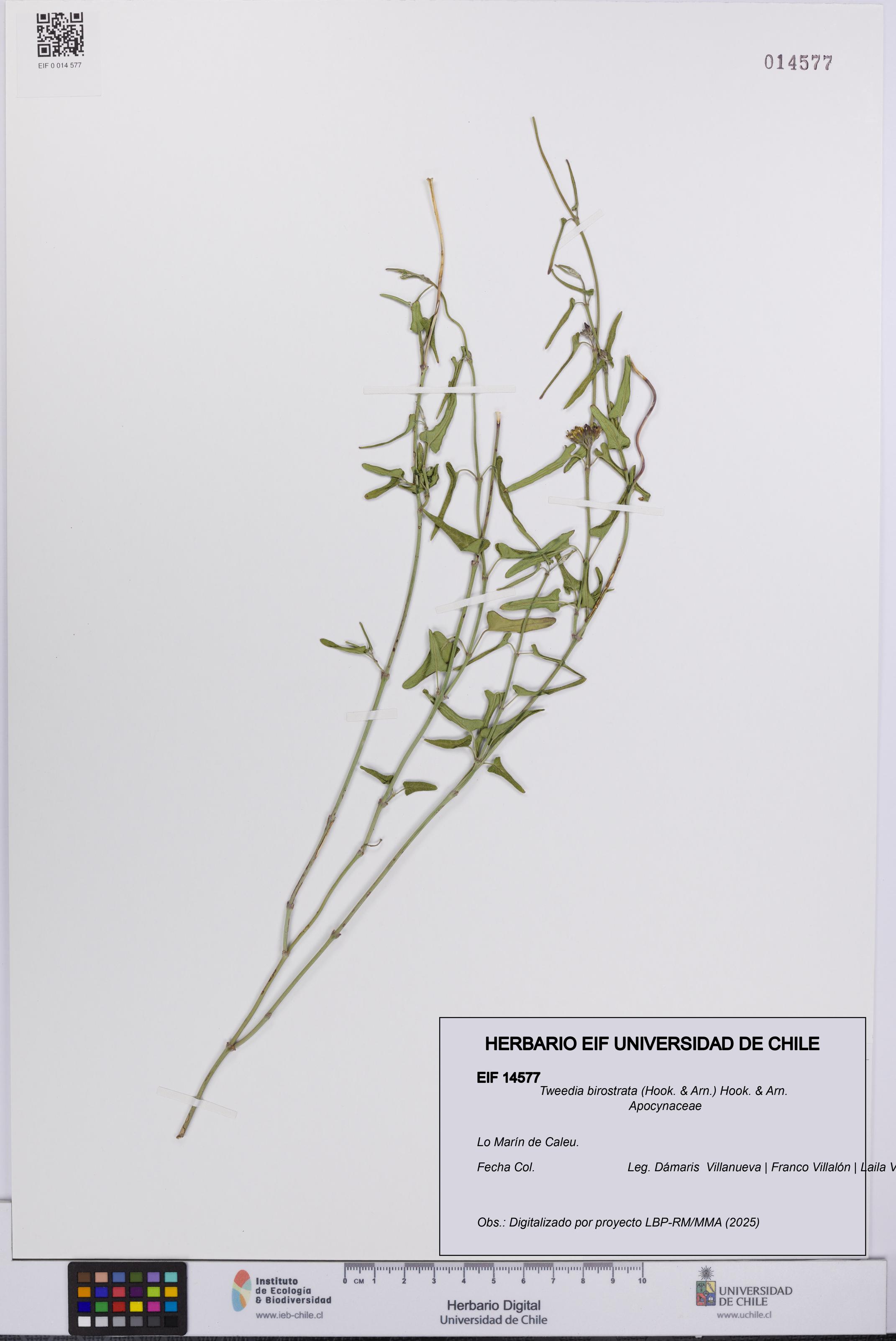 Tweedia birostrata [Espécimen: UCH:EIF:0014577]