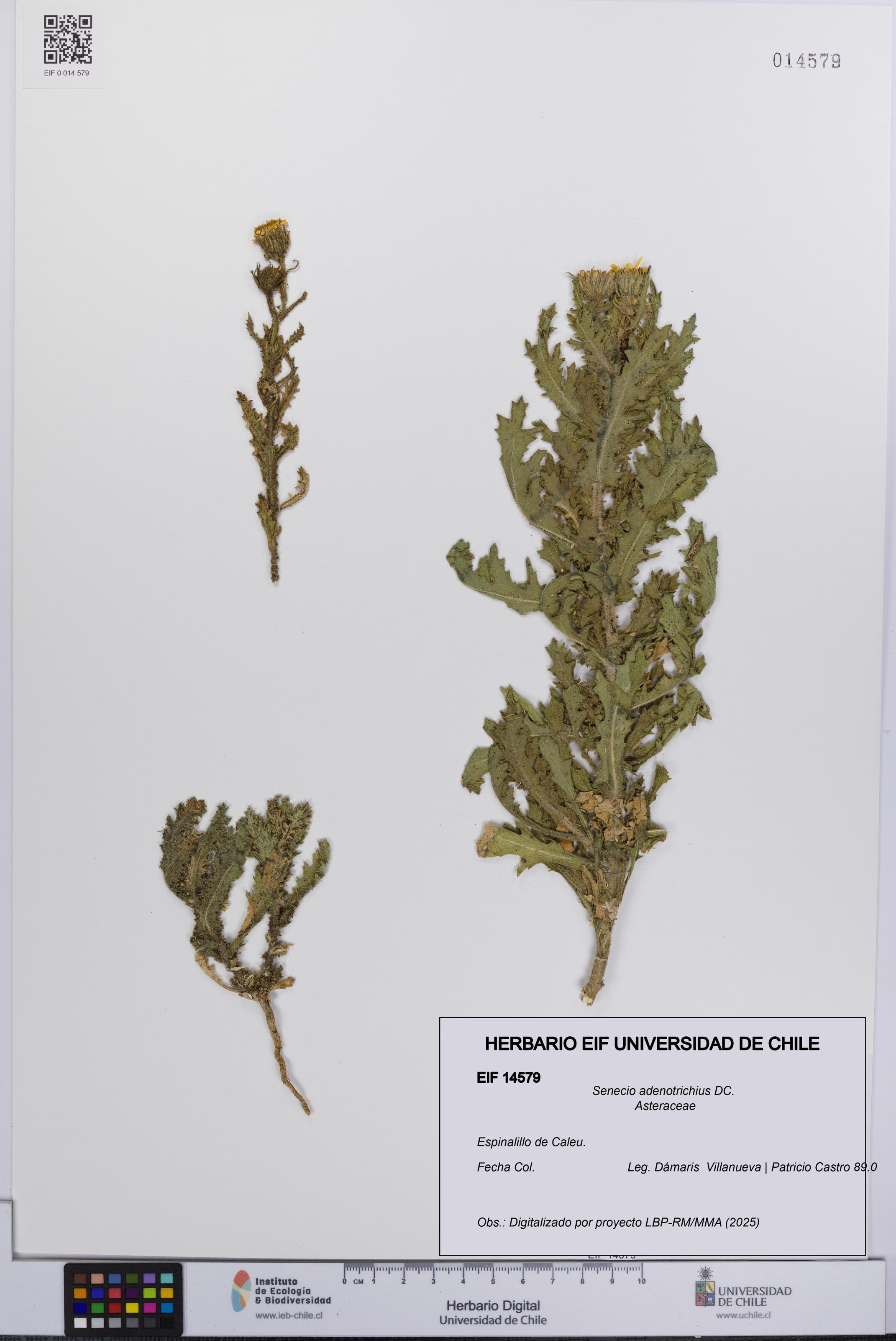 Senecio adenotrichius [Espécimen: UCH:EIF:0014579]