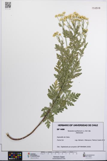 Tanacetum parthenium [Espécimen: UCH:EIF:0014580]