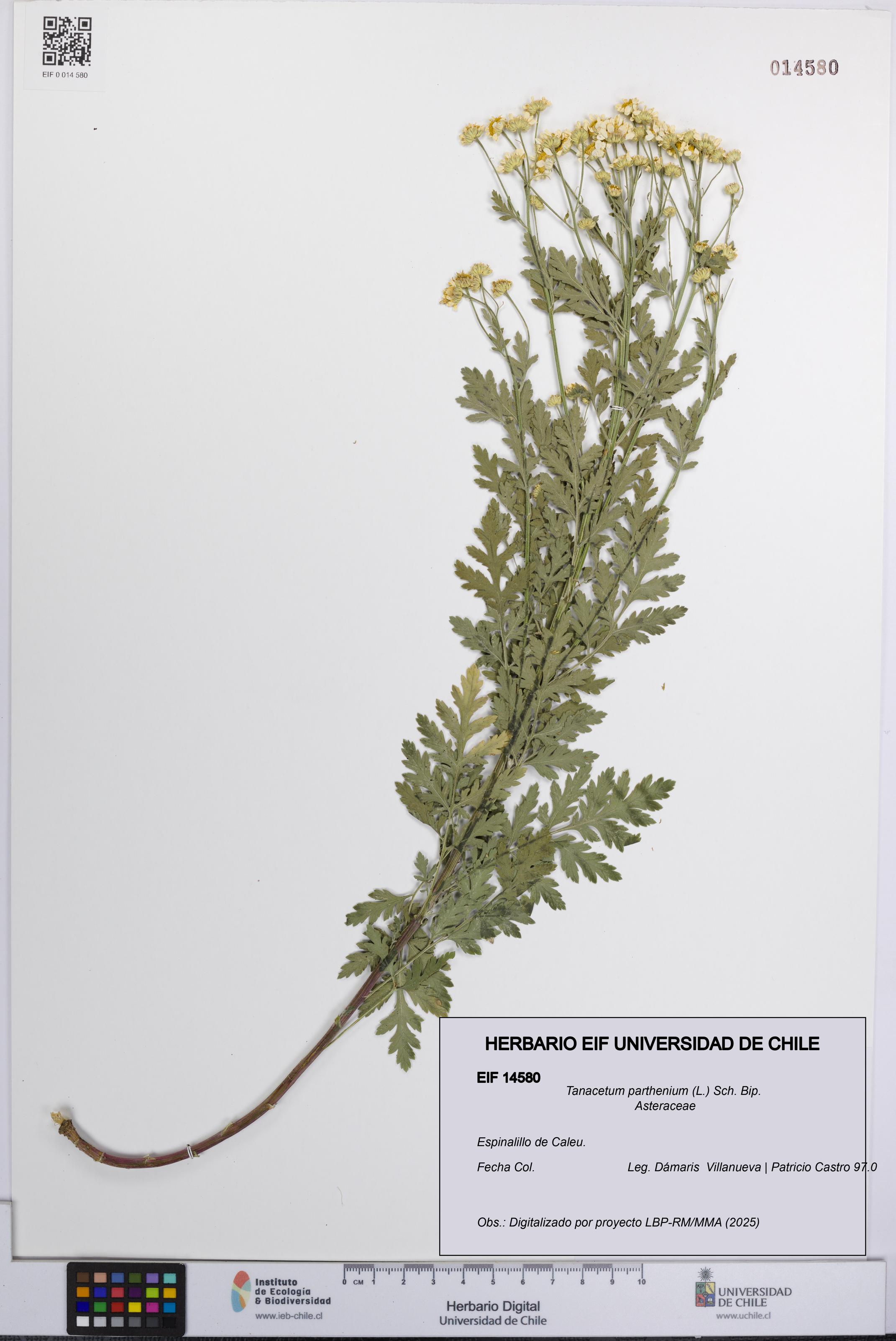 Tanacetum parthenium [Espécimen: UCH:EIF:0014580]