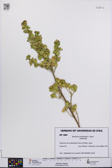 Baccharis rhomboidalis [Espécimen: UCH:EIF:0014581]
