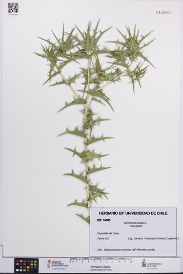 Carthamus lanatus [Espécimen: UCH:EIF:0014583]