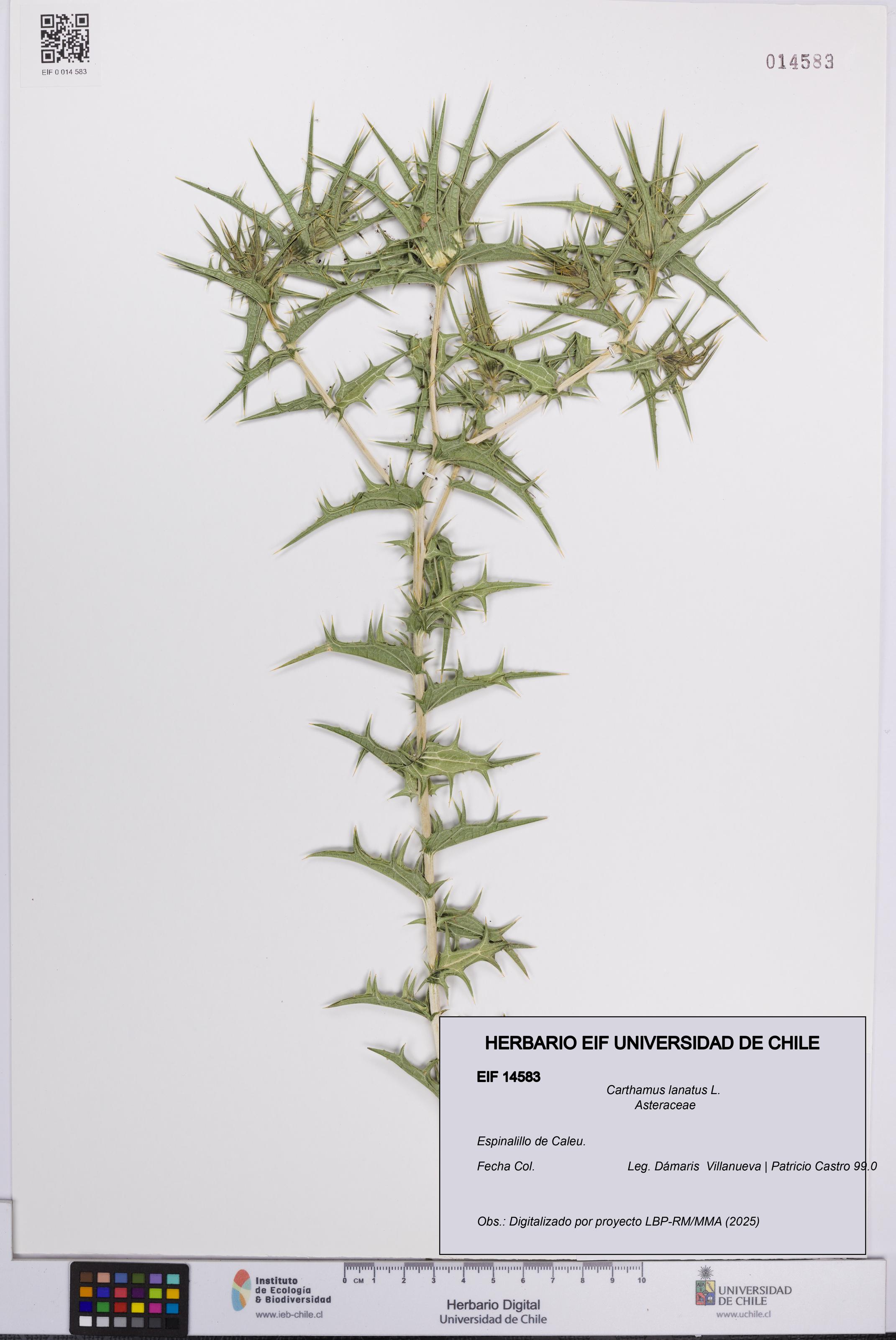 Carthamus lanatus [Espécimen: UCH:EIF:0014583]