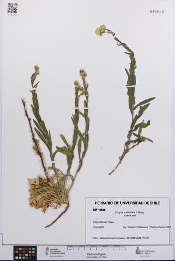 Conyza arabidifolia [Espécimen: UCH:EIF:0014586]
