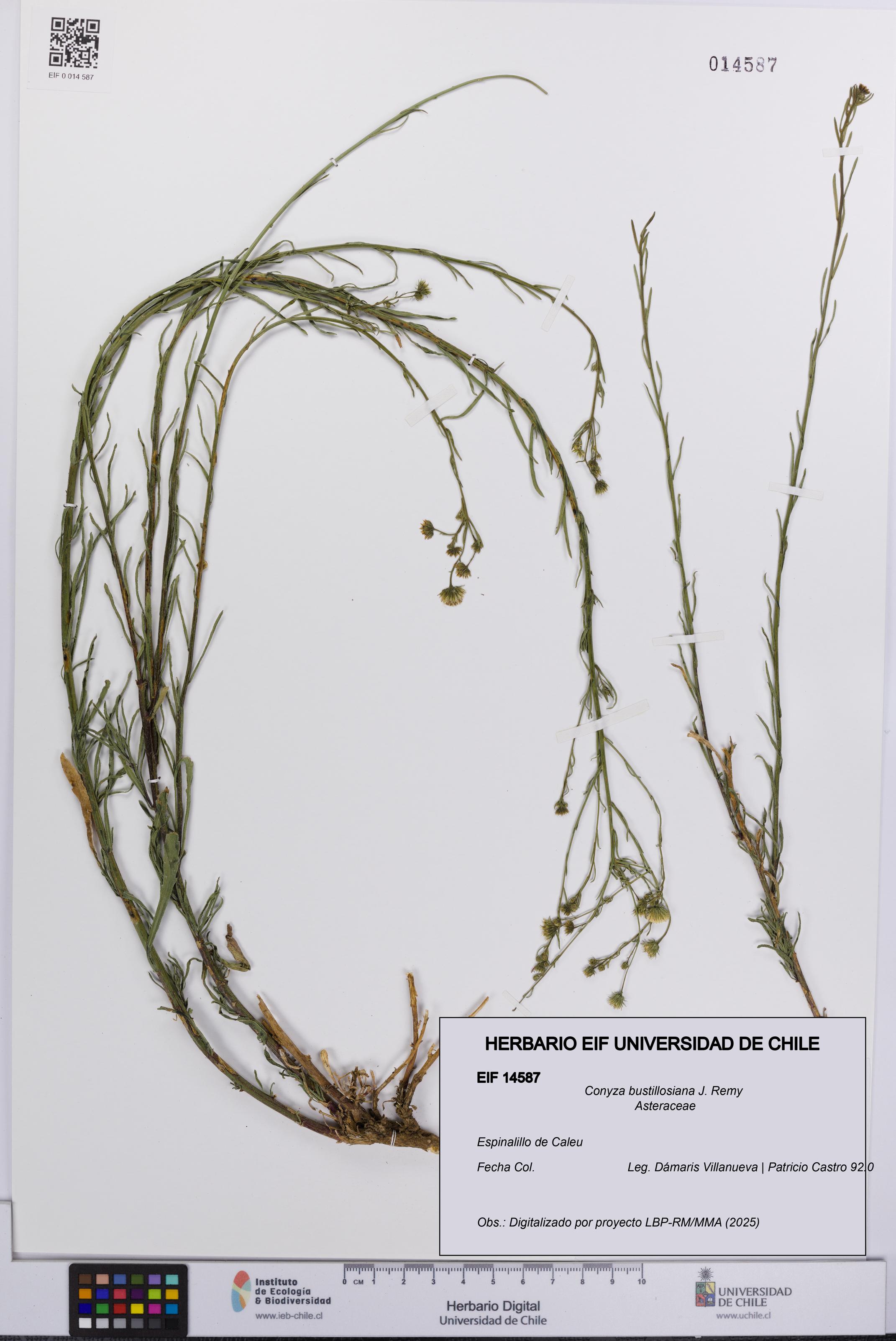 Conyza bustillosiana [Espécimen: UCH:EIF:0014587]