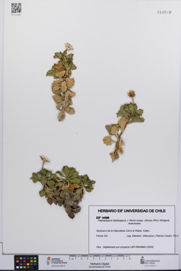 Haplopappus diplopappus subsp. villosus [Espécimen: UCH:EIF:0014588]