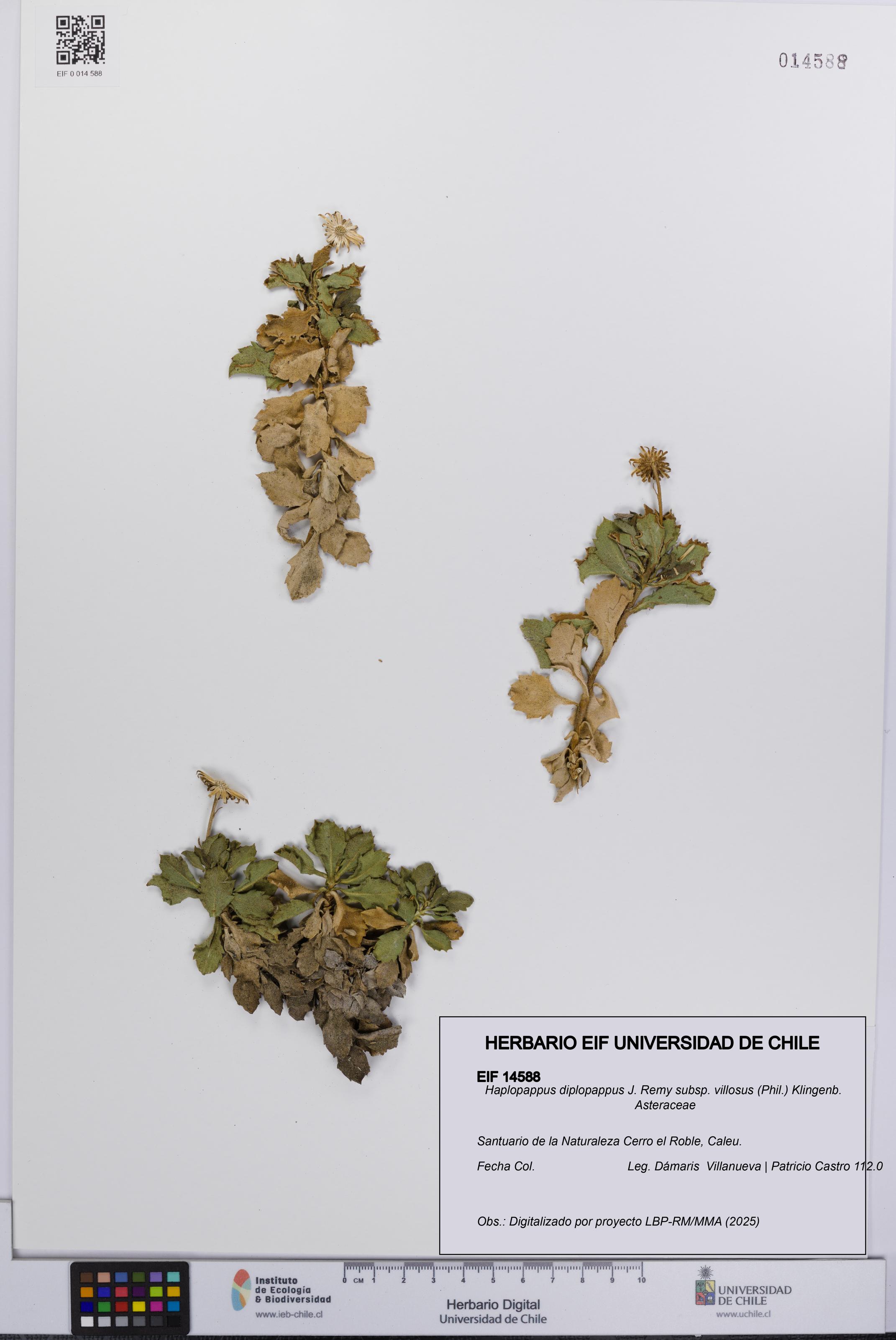 Haplopappus diplopappus subsp. villosus [Espécimen: UCH:EIF:0014588]