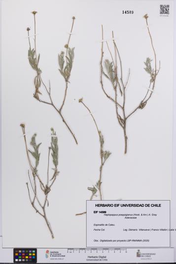 Haplopappus poeppigianus [Espécimen: UCH:EIF:0014589]