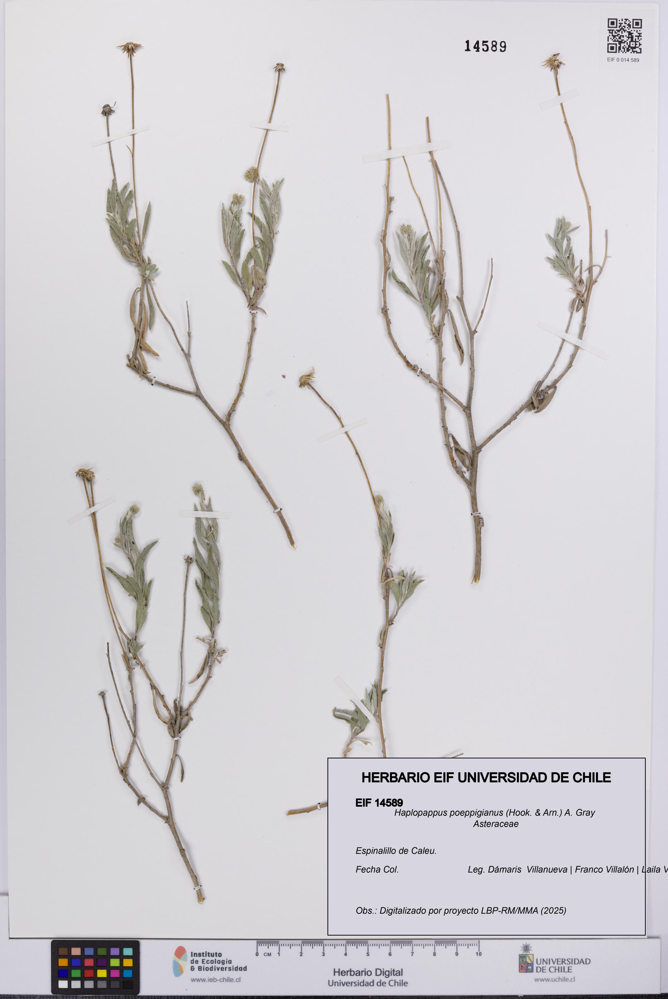 Haplopappus poeppigianus [Espécimen: UCH:EIF:0014589]