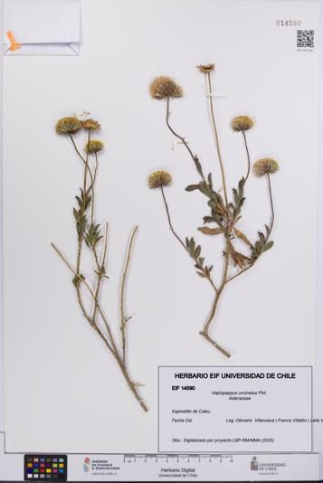 Haplopappus uncinatus [Espécimen: UCH:EIF:0014590]