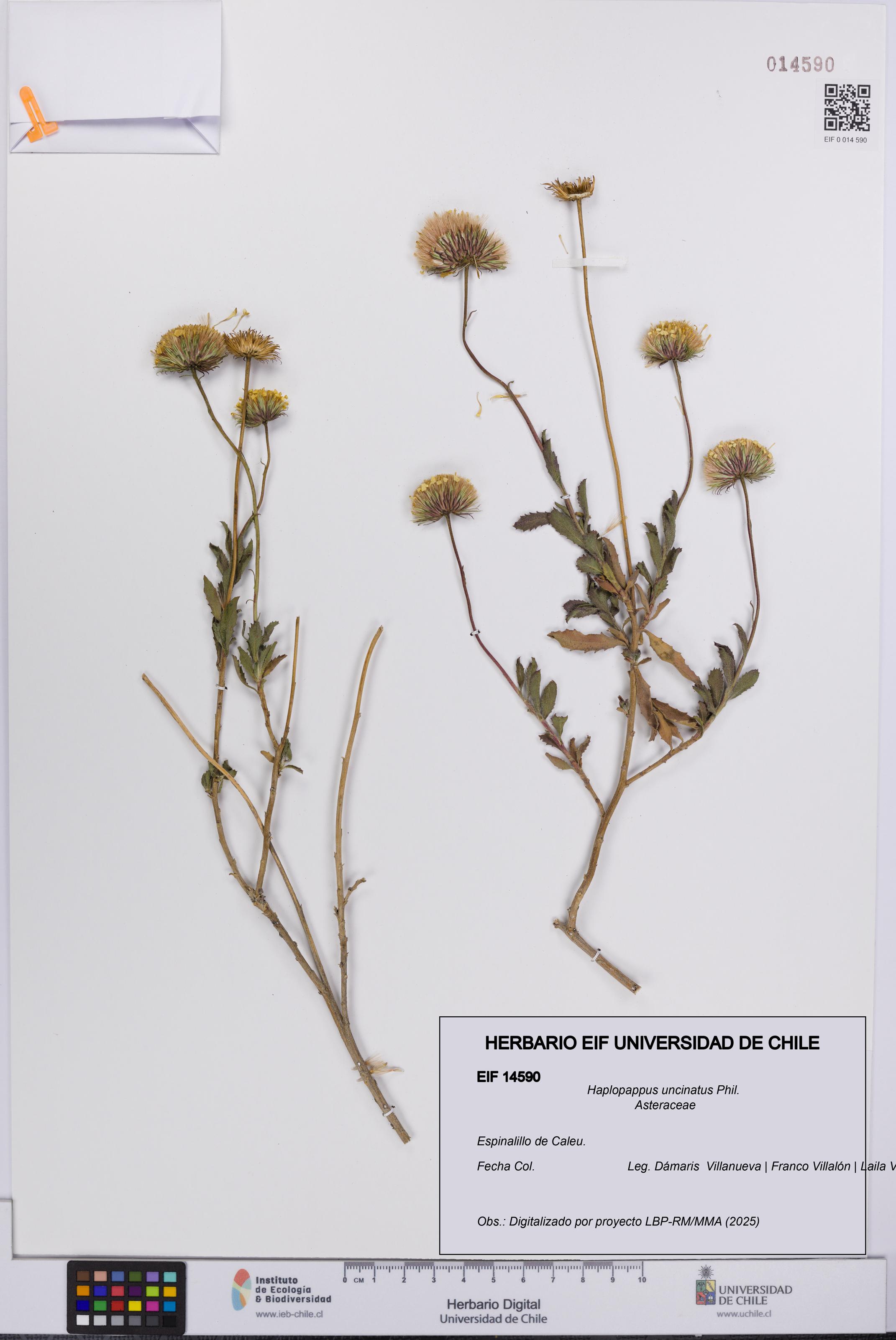 Haplopappus uncinatus [Espécimen: UCH:EIF:0014590]
