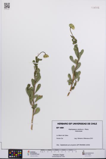 Haplopappus velutinus [Espécimen: UCH:EIF:0014591]