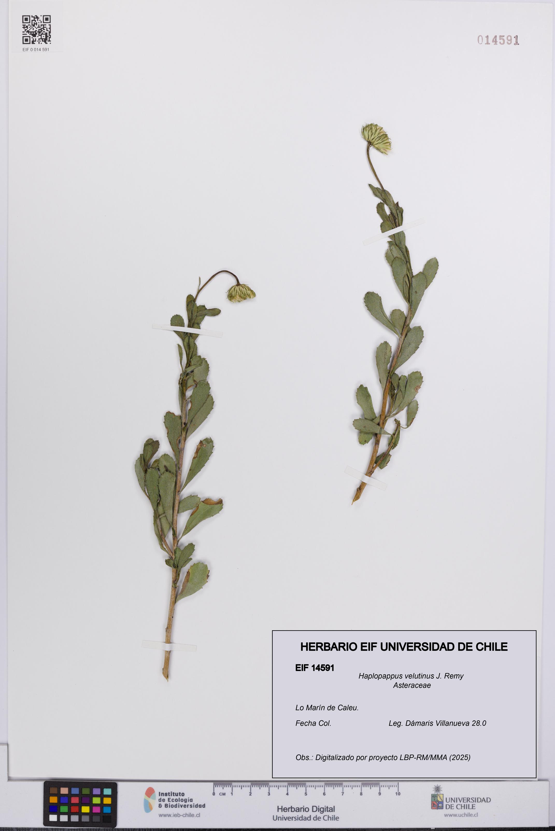 Haplopappus velutinus [Espécimen: UCH:EIF:0014591]