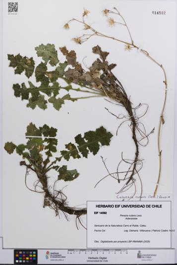 Perezia nutans [Espécimen: UCH:EIF:0014592]