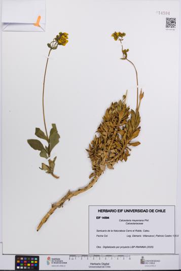 Calceolaria meyeniana [Espécimen: UCH:EIF:0014594]