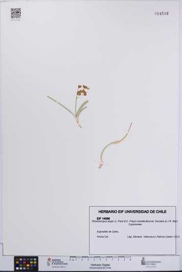 Rhodoscirpus asper [Espécimen: UCH:EIF:0014596]