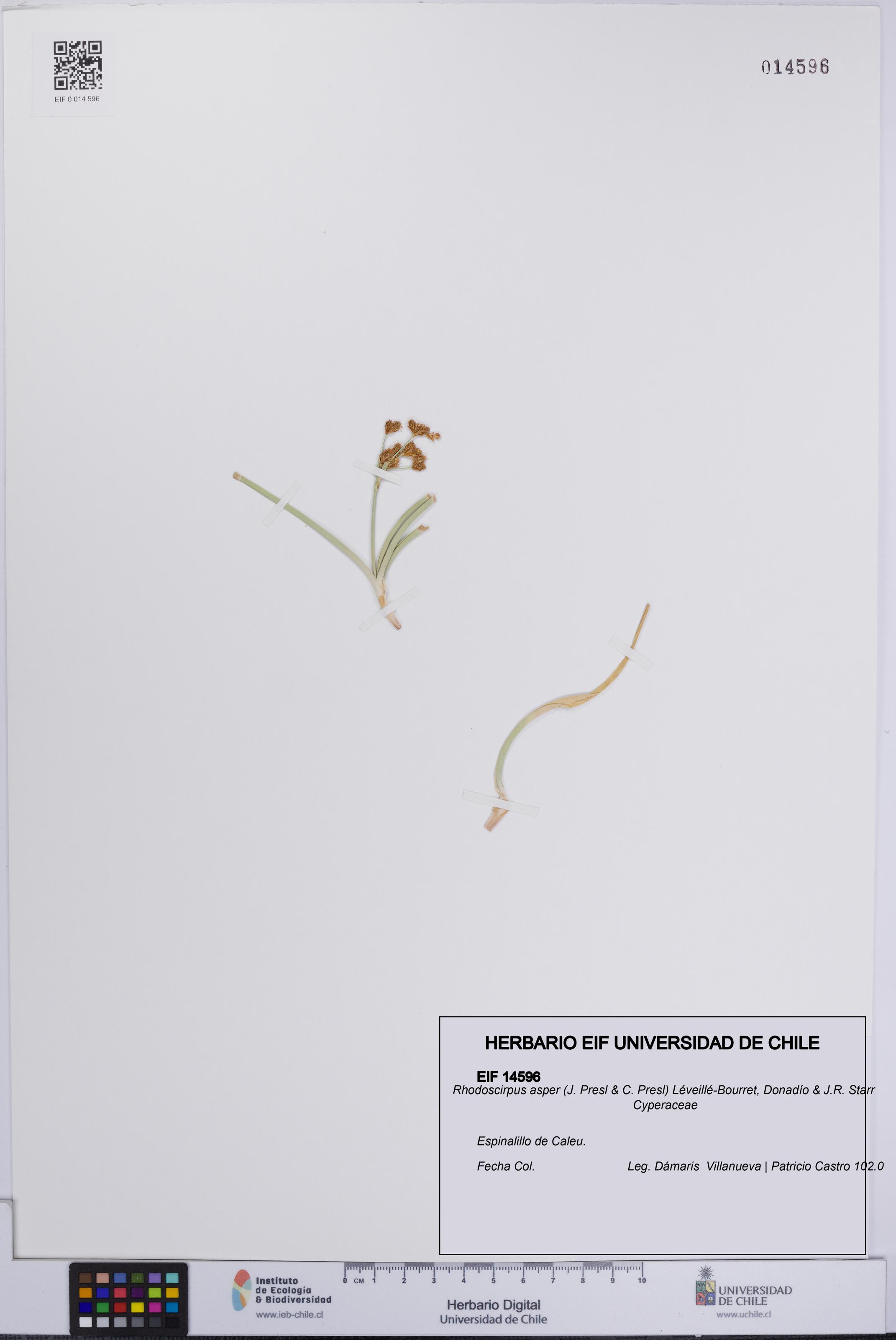 Rhodoscirpus asper [Espécimen: UCH:EIF:0014596]