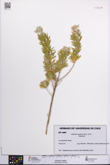 Adesmia loudonia [Espécimen: UCH:EIF:0014597]