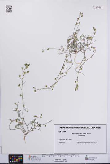 Adesmia tenella [Espécimen: UCH:EIF:0014598]
