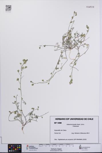 Adesmia tenella [Espécimen: UCH:EIF:0014598]