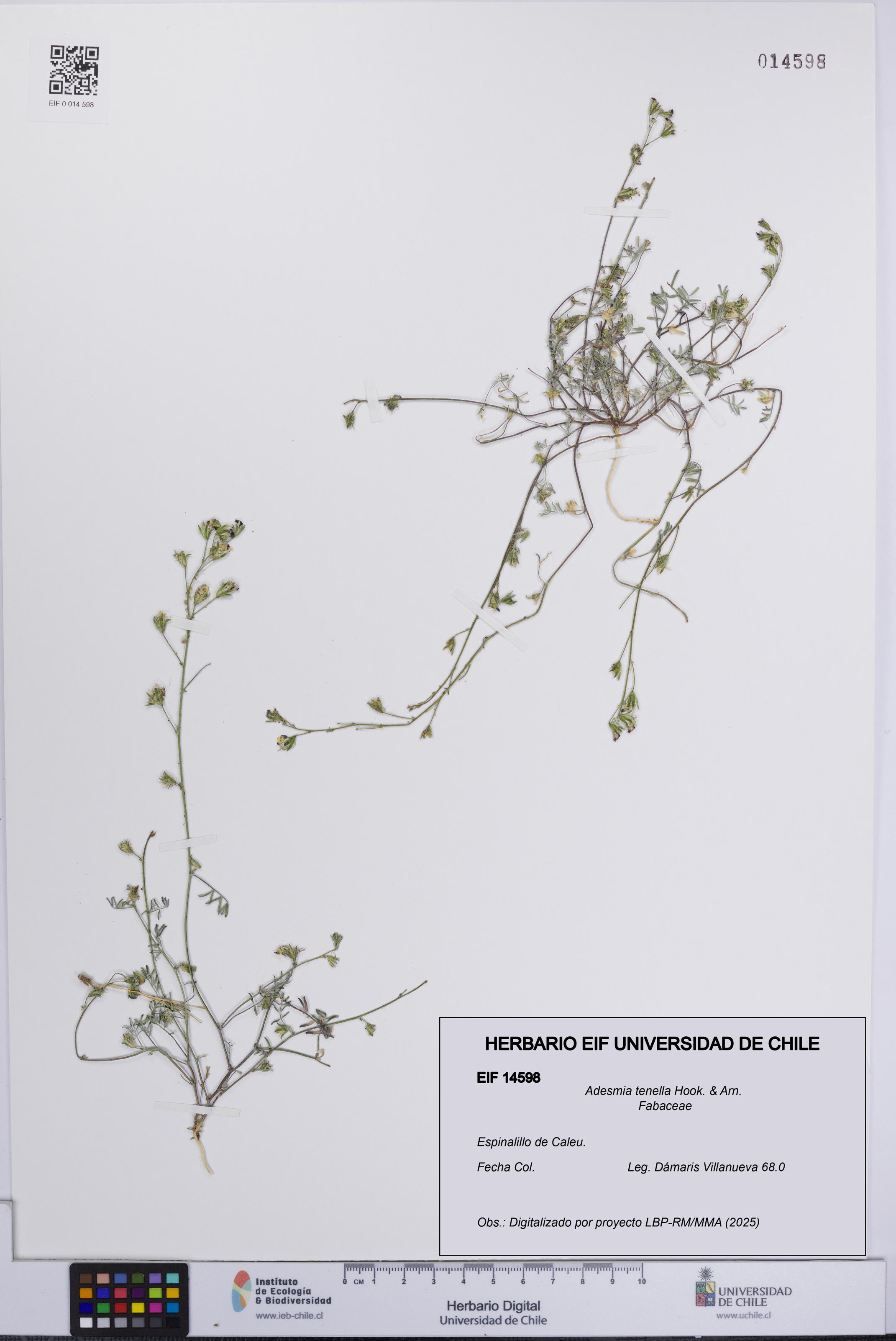 Adesmia tenella [Espécimen: UCH:EIF:0014598]