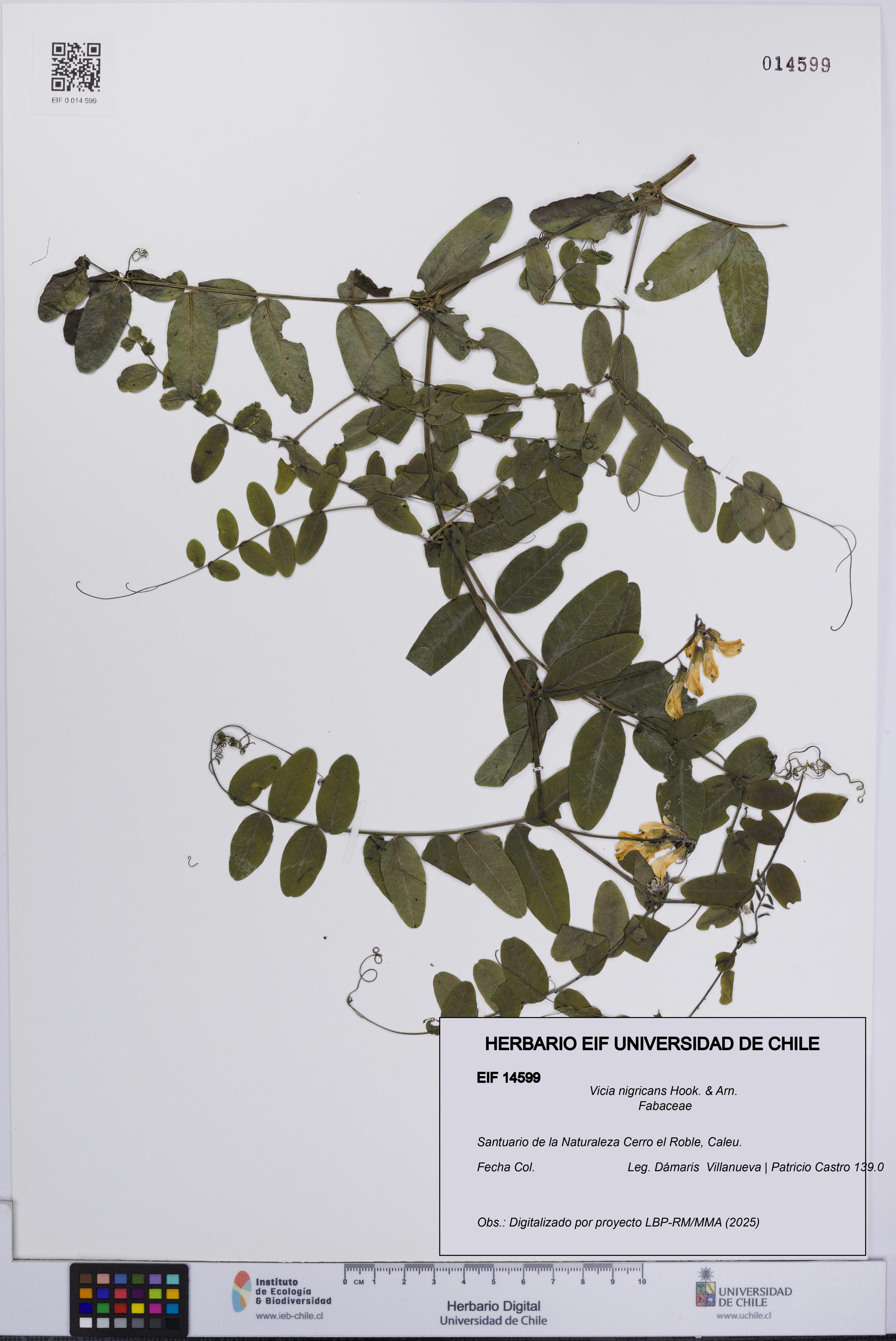 Vicia nigricans [Espécimen: UCH:EIF:0014599]