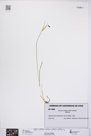 Olsynium philippii [Espécimen: UCH:EIF:0014600]