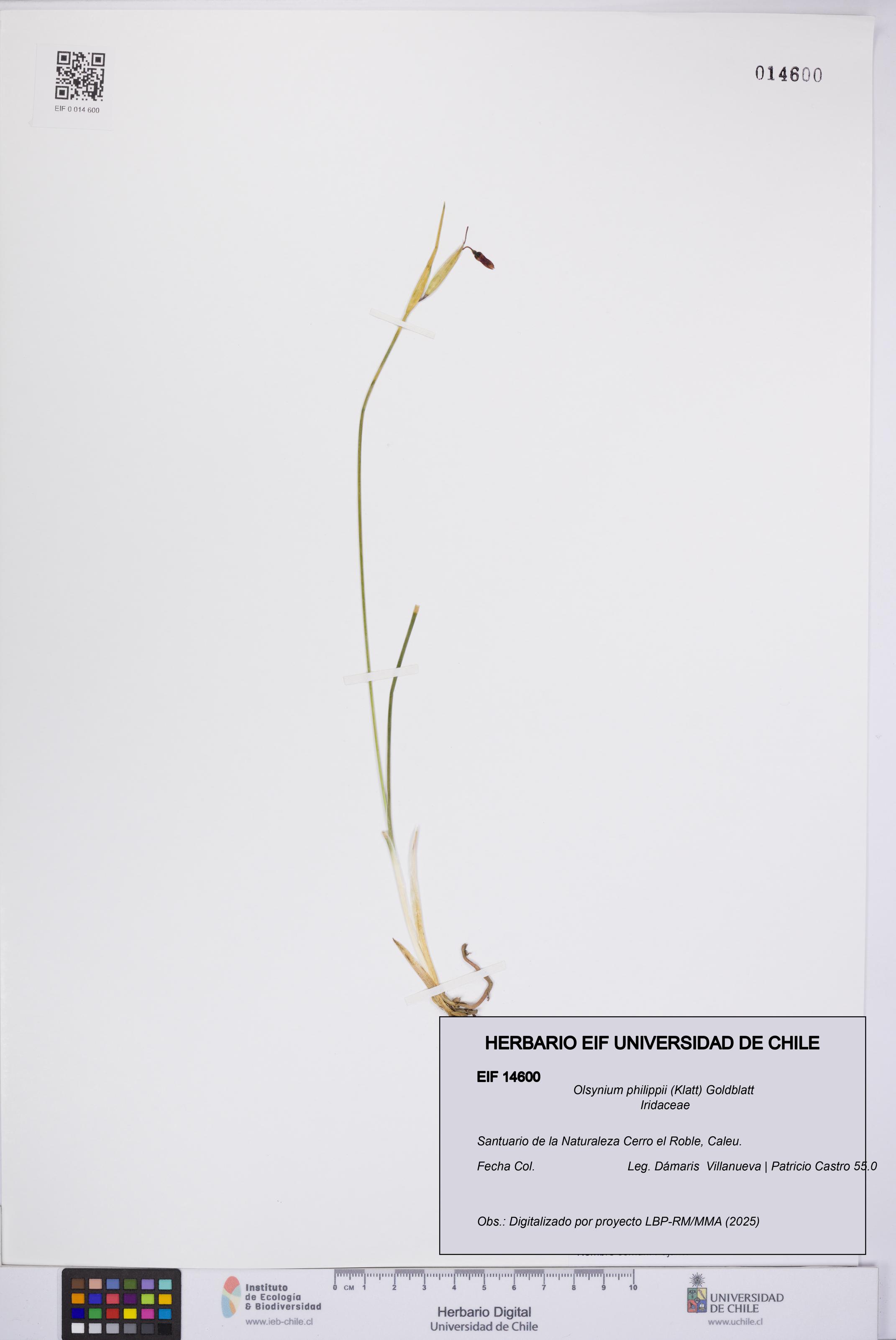Olsynium philippii [Espécimen: UCH:EIF:0014600]