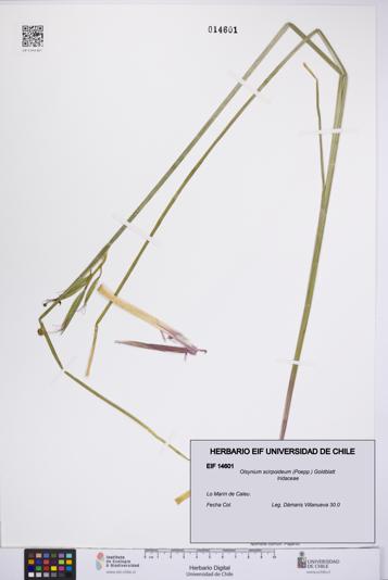 Olsynium scirpoideum [Espécimen: UCH:EIF:0014601]