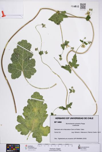 Blumenbachia sylvestris [Espécimen: UCH:EIF:0014602]