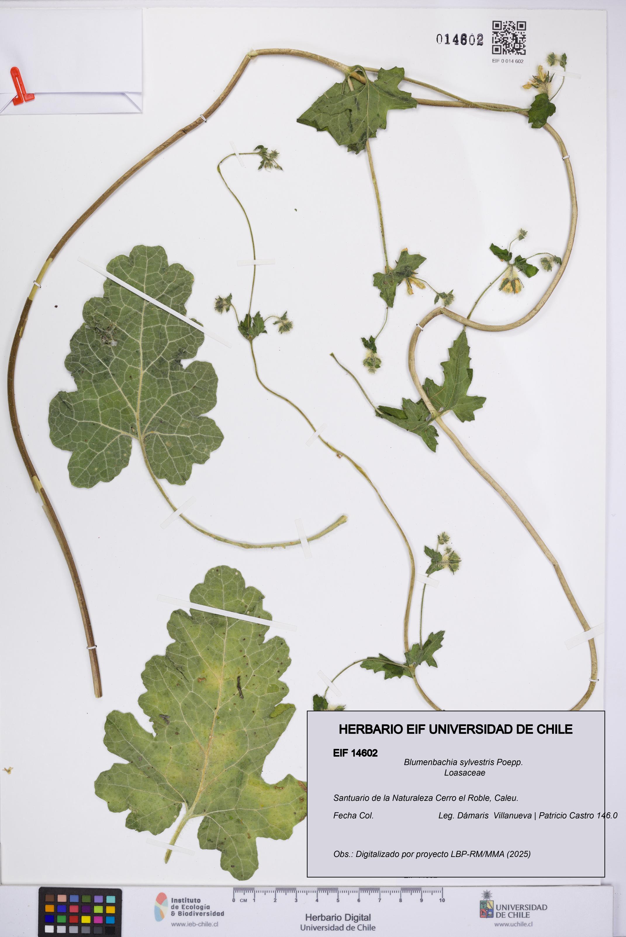 Blumenbachia sylvestris [Espécimen: UCH:EIF:0014602]