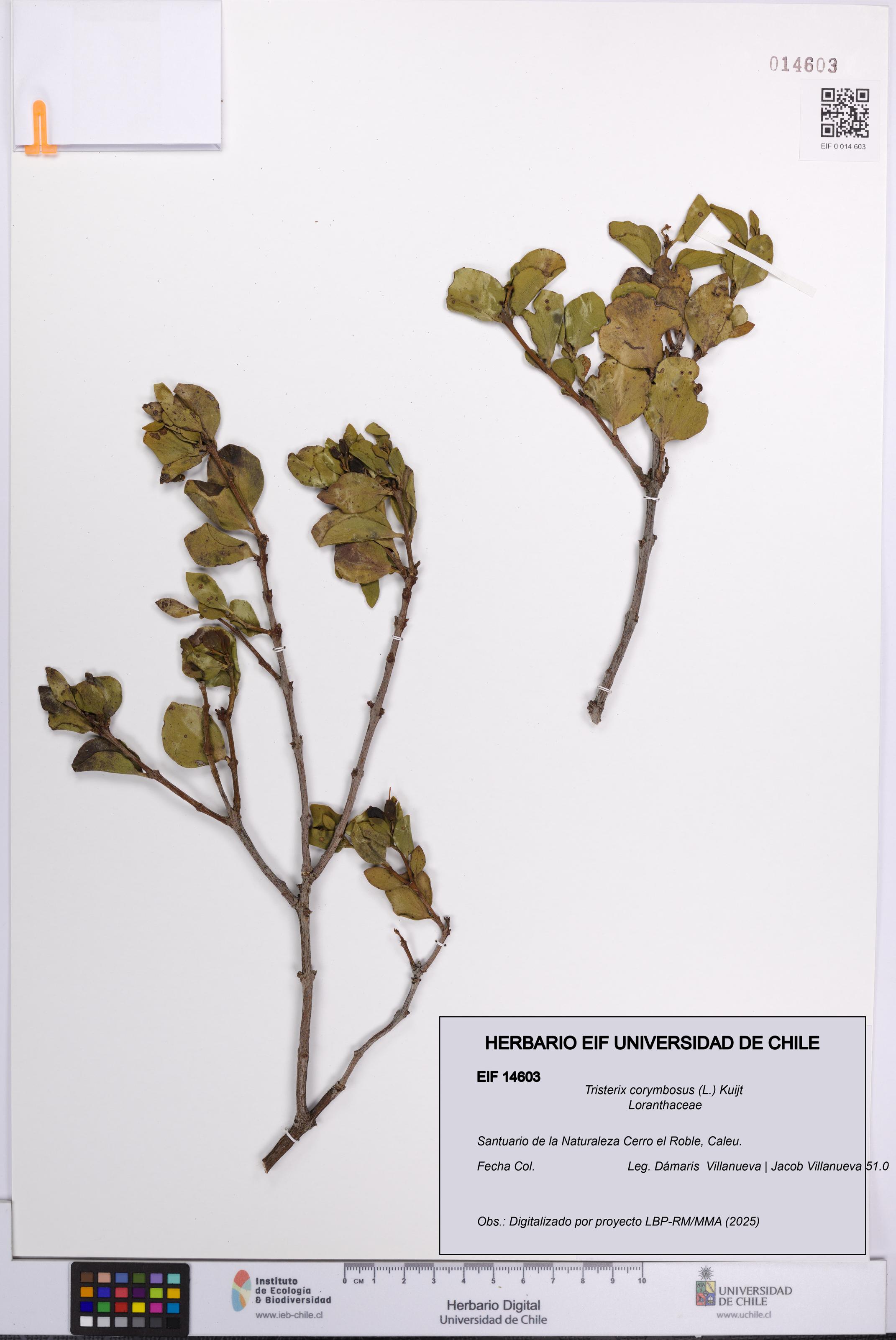 Tristerix corymbosus [Espécimen: UCH:EIF:0014603]