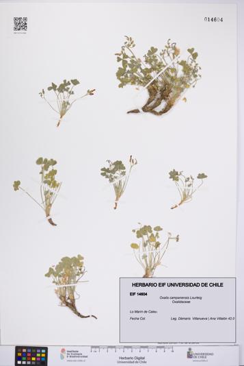 Oxalis campanensis [Espécimen: UCH:EIF:0014604]