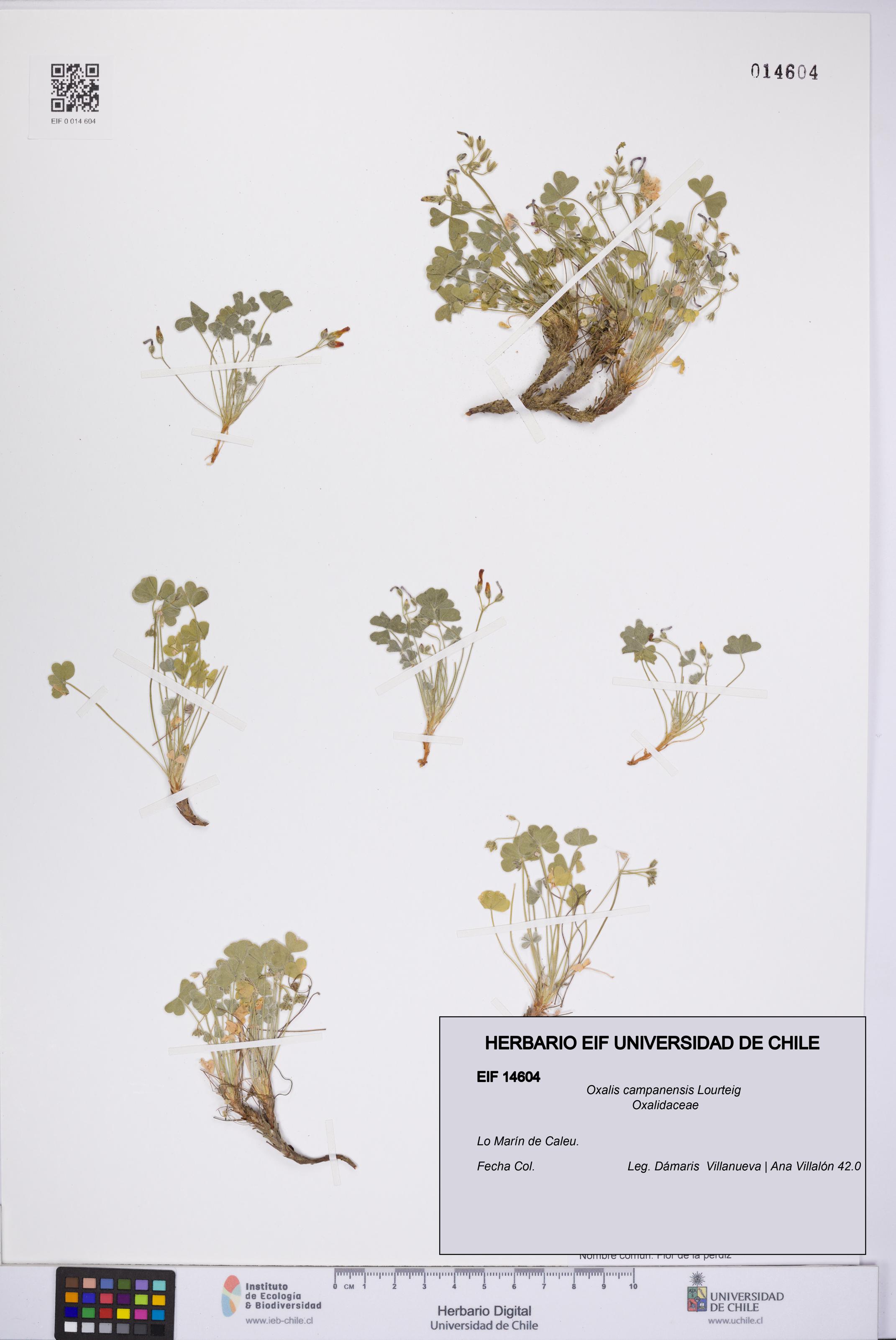 Oxalis campanensis [Espécimen: UCH:EIF:0014604]